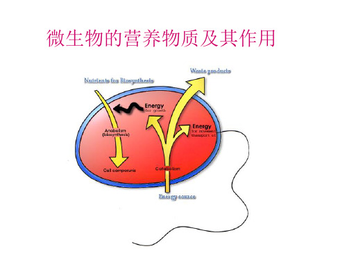 微生物的营养需求