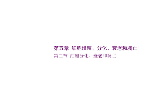 苏教版高中生物必修一课件第五章第二节细胞分化、衰老和凋亡30张PPT