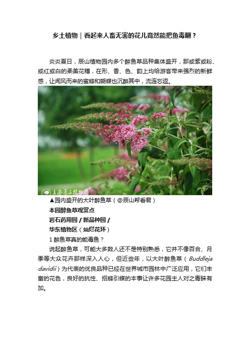 乡土植物｜看起来人畜无害的花儿竟然能把鱼毒翻？