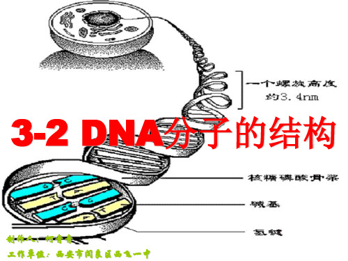 人教版高中生物必修二第三章第2节《DNA分子的结构》 课件 (共27张PPT)