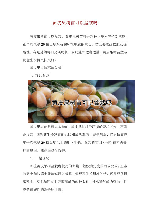 黄皮果树苗可以盆栽吗