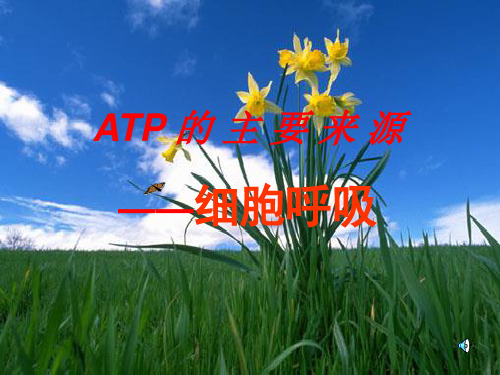 ATP的主要来源-呼吸作用