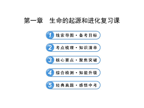 第三章生命起源和生物进化复习课件(人教版生物)