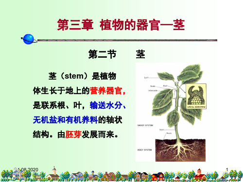 第三章-植物的器官——茎