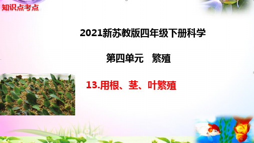 新苏教版四年级科学下册13.用根、茎、叶繁殖知识点考点【复习课件详细】