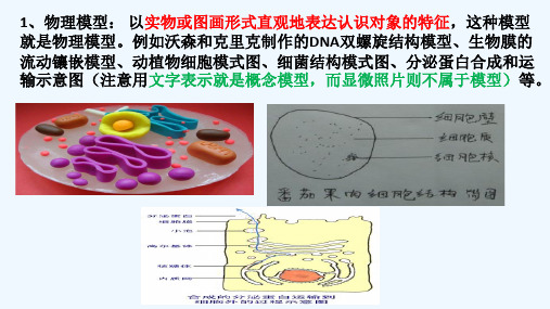 生物的模型种类