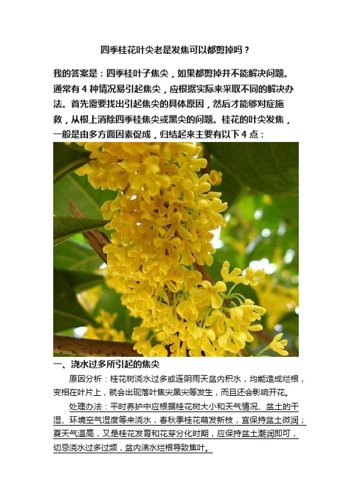 四季桂花叶尖老是发焦可以都剪掉吗？