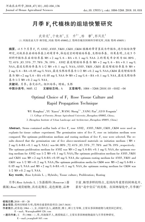 月季F1代植株的组培快繁研究