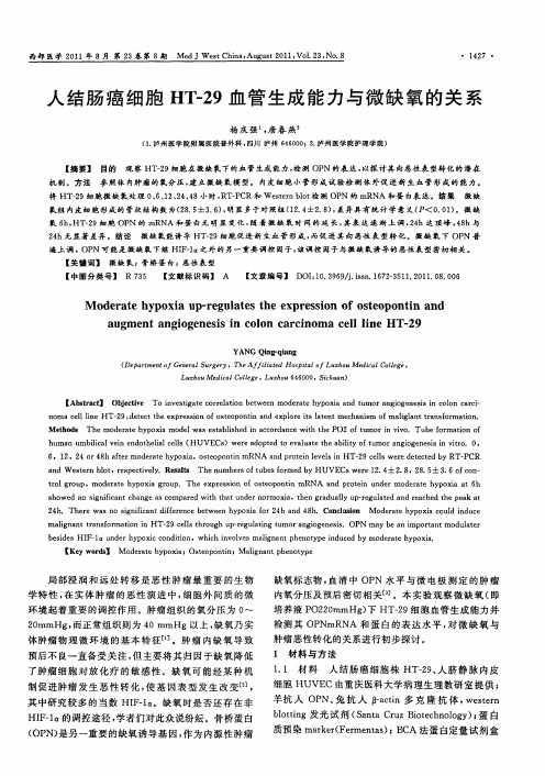 人结肠癌细胞HT-29血管生成能力与微缺氧的关系