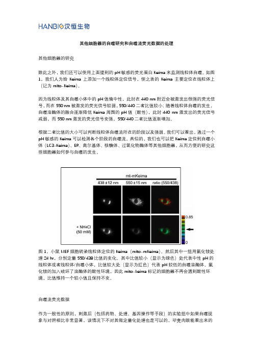 其他细胞器的自噬研究和自噬流荧光数据的处理