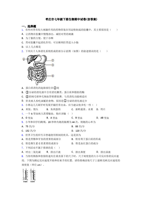 枣庄市七年级下册生物期中试卷(含答案)