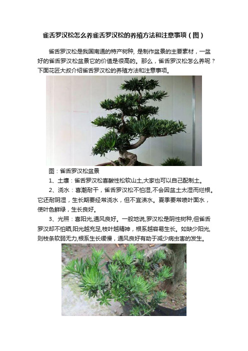 雀舌罗汉松怎么养雀舌罗汉松的养殖方法和注意事项（图）