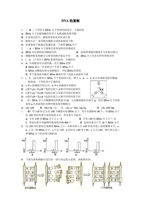 DNA的复制答案版