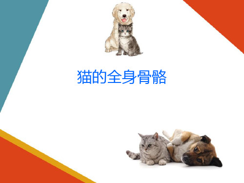 猫的解剖特征—运动系统(宠物解剖生理课件)