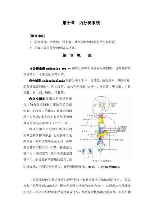 第十章 内分泌系统