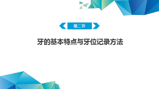 《口腔基础医学概要》课件——牙位记录