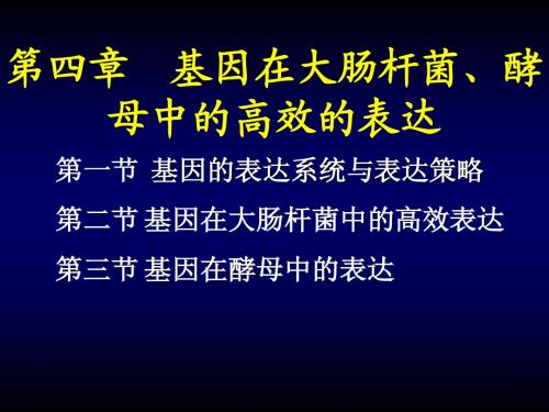 基因在大肠杆菌、酵母中的高效的表达