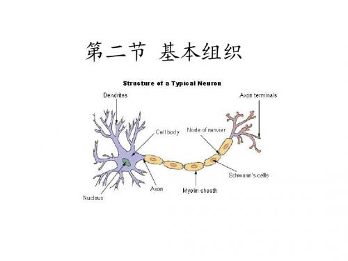 第二章人体的基本组织第二节人体的基本组织