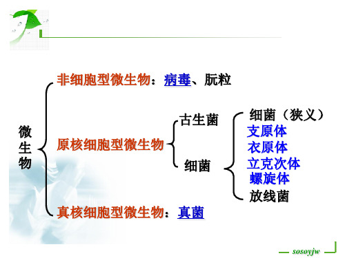 第17 18 20章支原体、衣原体、立克次体