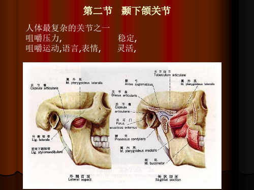 06第六节   颞下颌关节的解剖生理特点