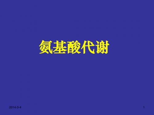 13氨基酸代谢2013