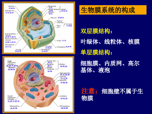 细胞的生物膜系统课件