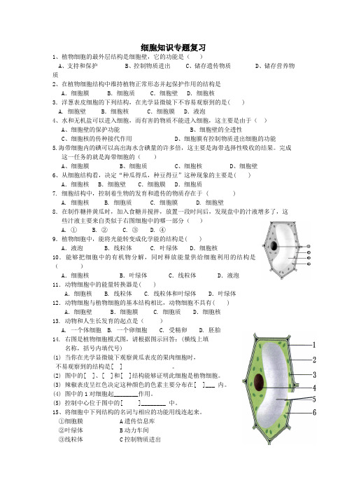 专题复习  细胞知识