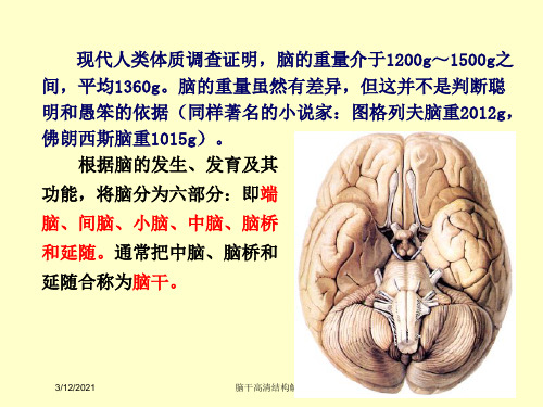 脑干高清结构解剖培训课件