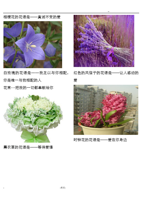 常见鲜花花语含图片