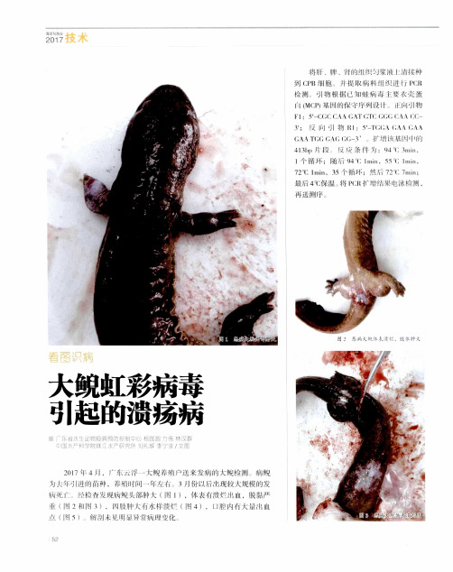 看图识病:大鲵虹彩病毒引起的溃疡病