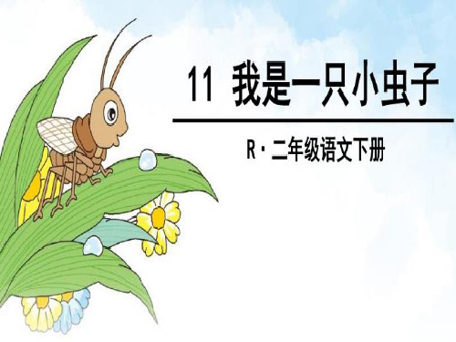 二年级语文下册11.《我是一只小虫子》课件(共15张PPT)