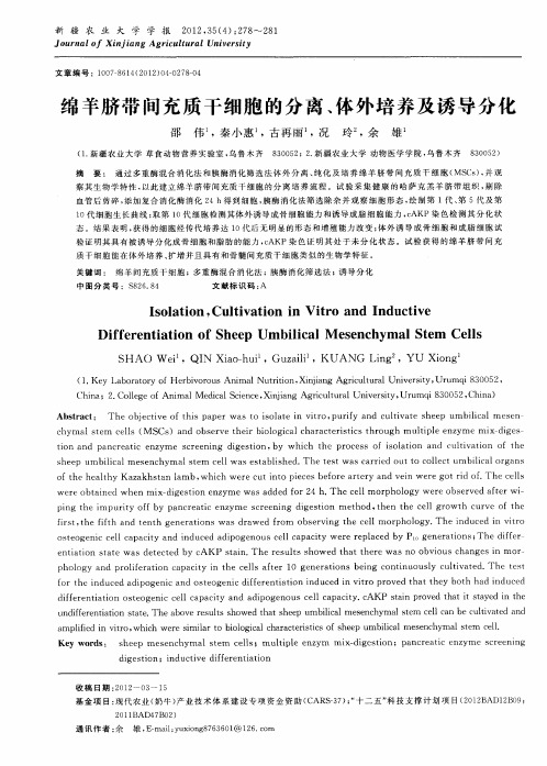绵羊脐带间充质干细胞的分离、体外培养及诱导分化