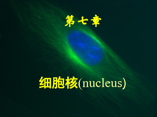 医学细胞生物学细胞核nucleus-医学精品