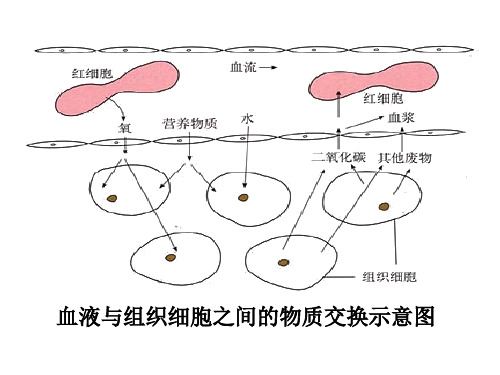 血液与组织细胞之间的物质交换示意图PowerPoint 演示文稿