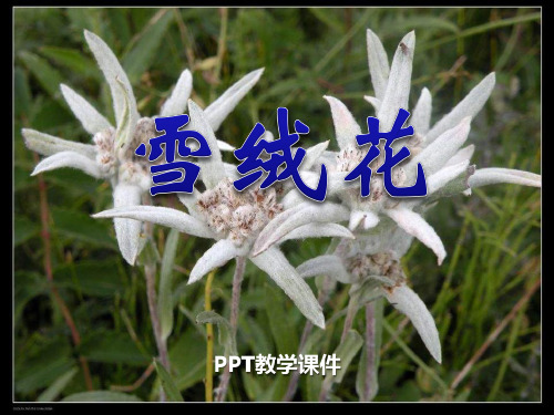 人音版音乐七上《雪绒花》2PPT课件