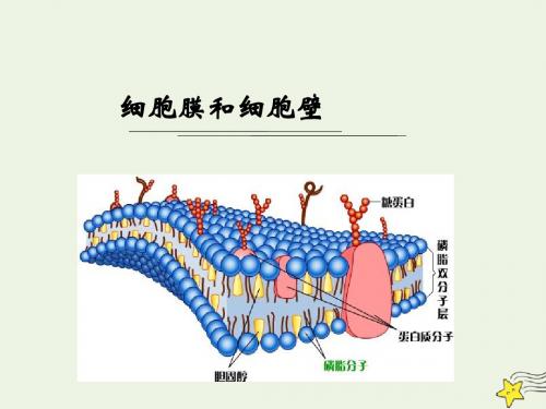 浙江省杭州市塘栖中学高中生物2.2细胞膜和细胞壁2课件浙教版必修1