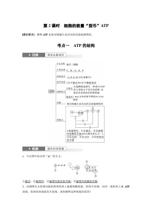 2024届高考一轮复习生物教案(新教材人教版鲁湘辽)：细胞的能量“货币”ATP