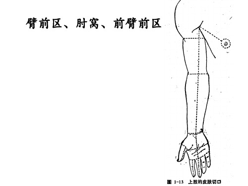 《局部解剖学》臂前区、肘窝、前臂前区 ppt课件