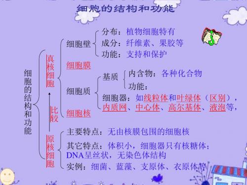 高一生物必修1 细胞的结构和功能 PPT