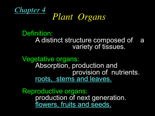 植物学教案-根形态