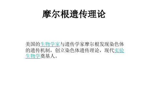 深圳大学理科选修《遗传学发现》4摩尔根PPT课件