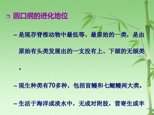 脊椎动物各纲生物学特征(共37张PPT)