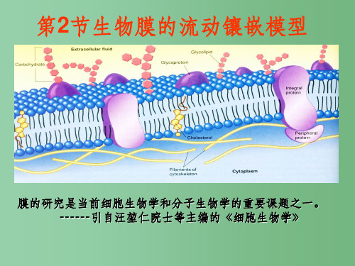 高中生物 第4章 细胞的物质输入和输出 第2节 生物膜的流动镶嵌模型课件 新人教版必修1