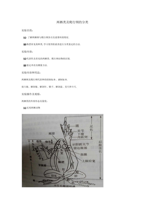 两栖类及爬行纲的分类