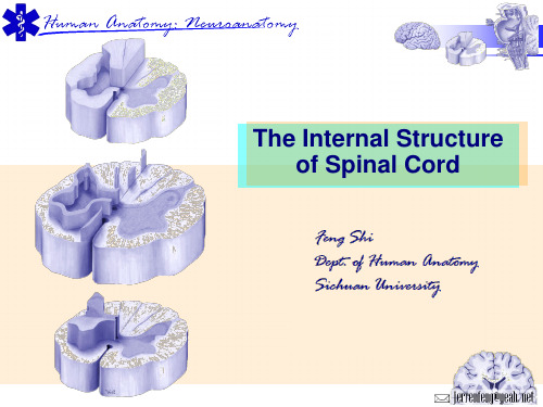 神经解剖学英文课件-脊髓的内部结构英文课件