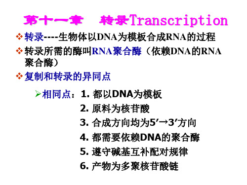 生物化学之转录