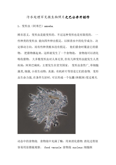 水中常见微生物图谱