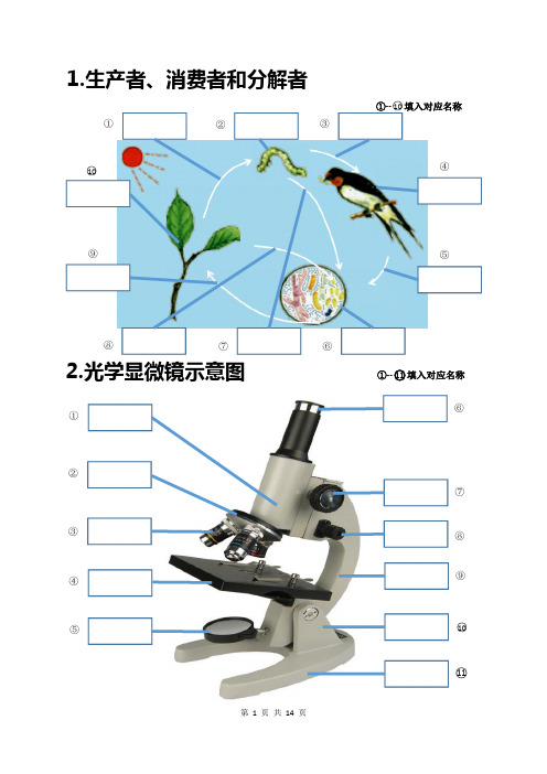 七年级上册生物24个重点图