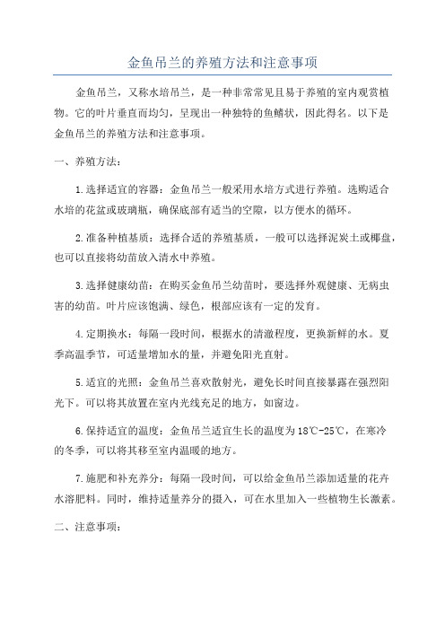 金鱼吊兰的养殖方法和注意事项