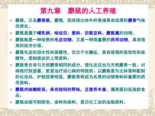 第九章 麝鼠的人工养殖 PPT课件